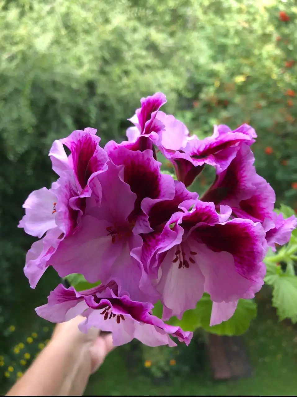 Пеларгония королевская Elegance Alexia черенок - Комнатные растения (Хобби и отдых) в Красноярск