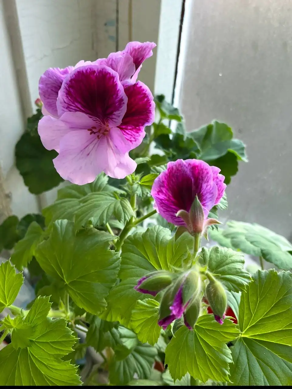 Пеларгония королевская Elegance Alexia черенок - Комнатные растения (Хобби и отдых) в Красноярск