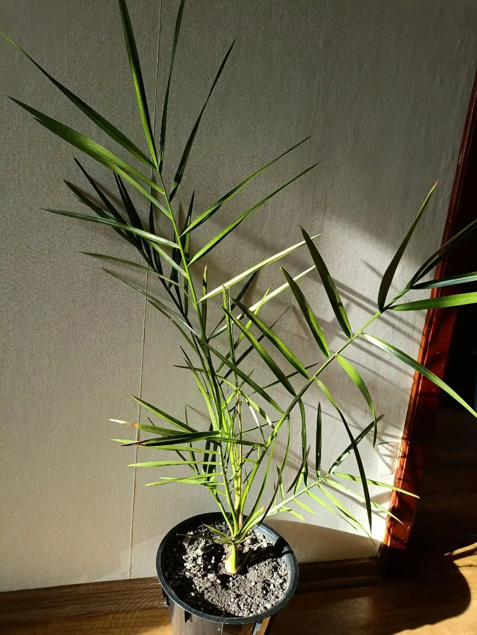 Продажа комнатного растения Финик 1700 - Комнатные растения (Хобби и отдых) в Красноярск