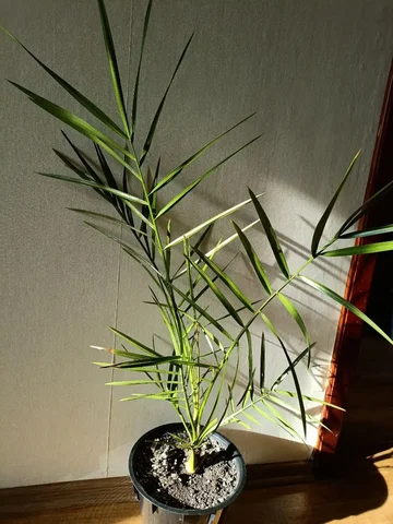 Продажа комнатного растения Финик 1700 - Растения/Цветы в Красноярск