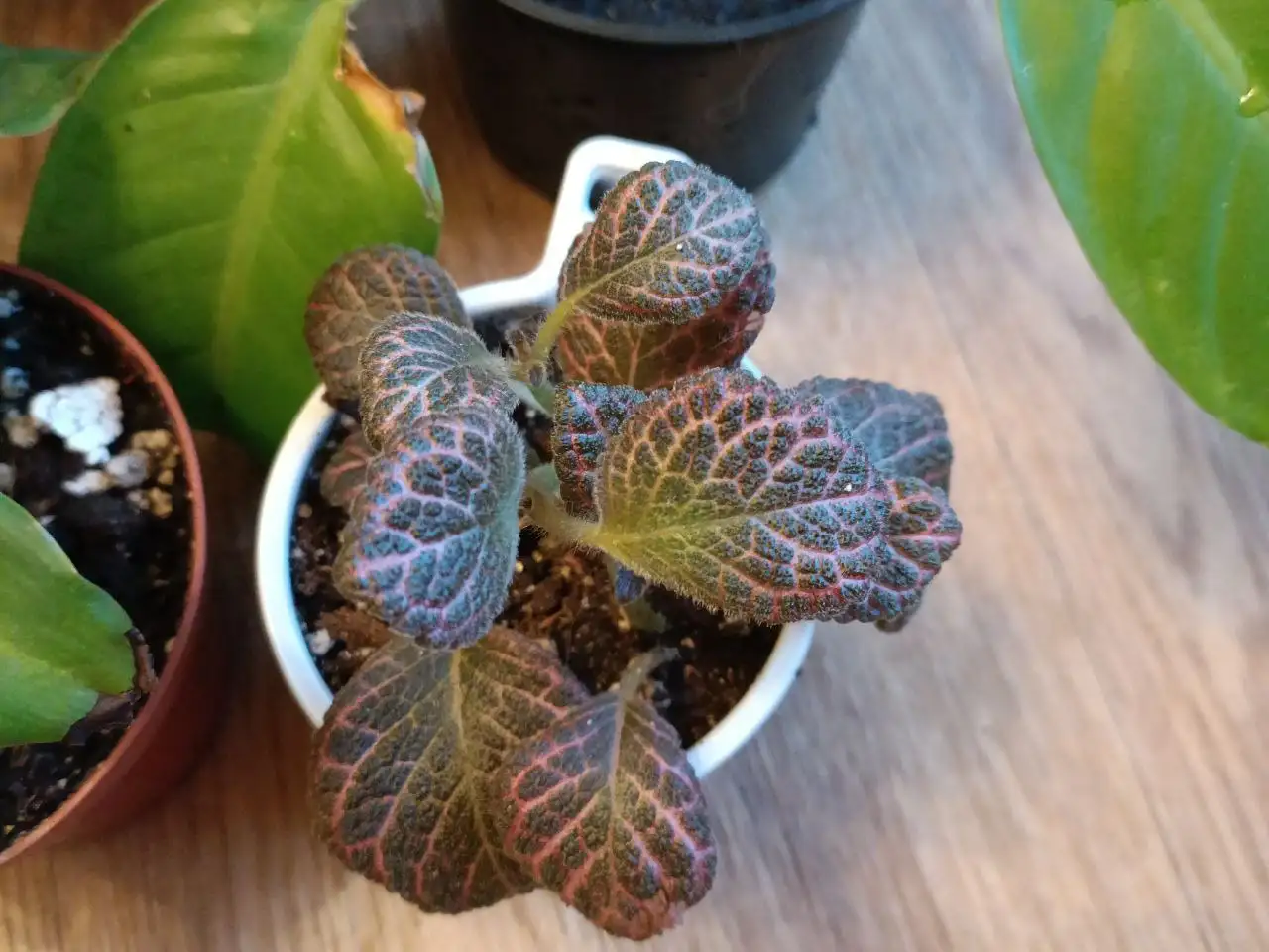 Эписция комнатное растение - Комнатные растения (Барахолка) в Красноярск