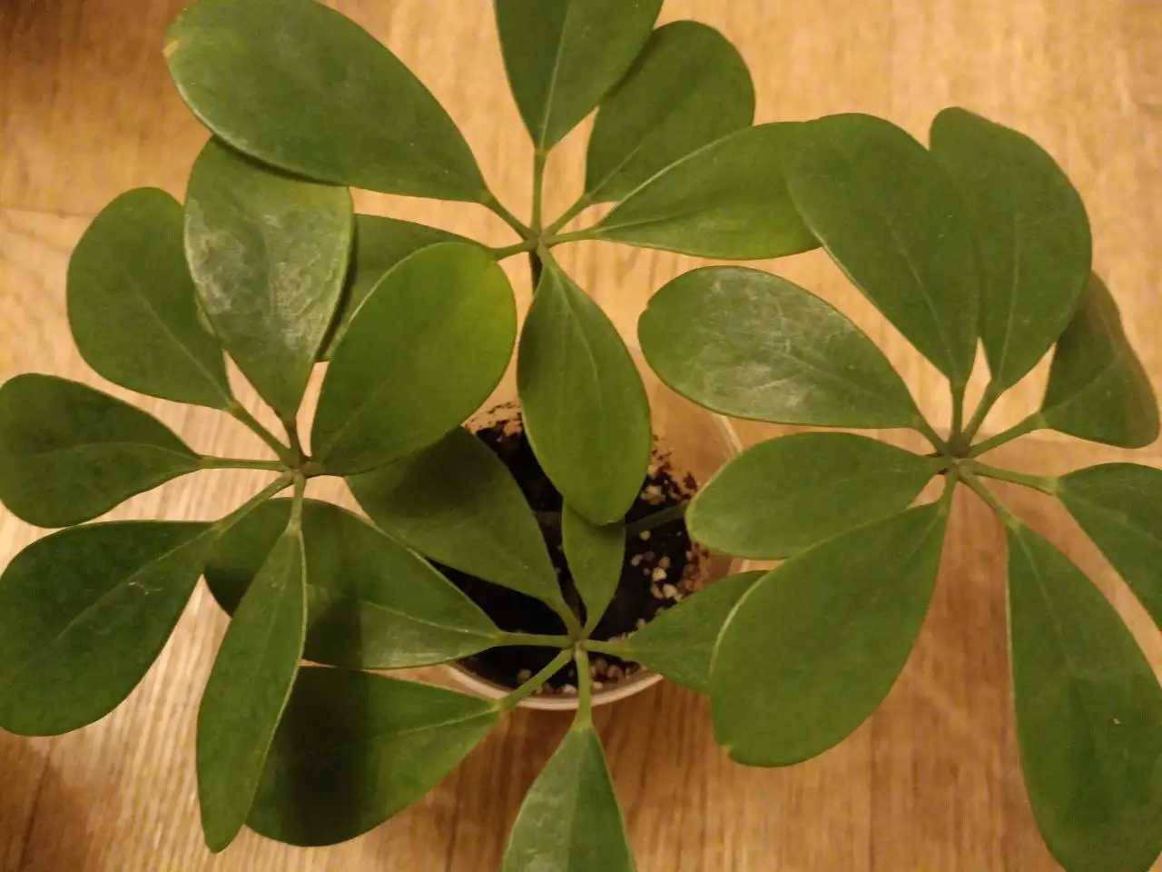 Продам комнатное растение Шефлера - Комнатные растения (Хобби и отдых) в Красноярск