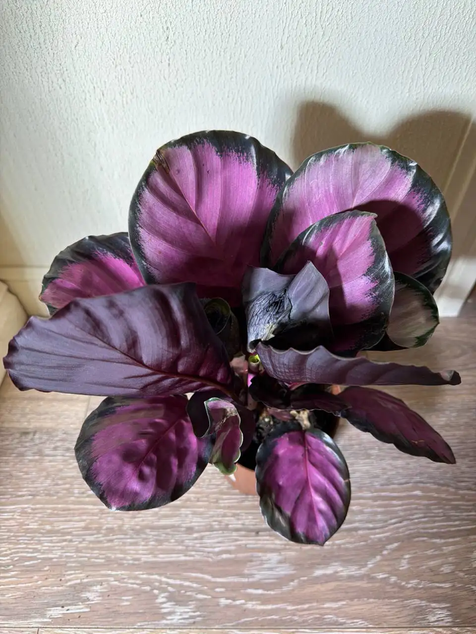 Калатея Вайтчиниана - Комнатные растения (Для дома и дачи) в Красноярск