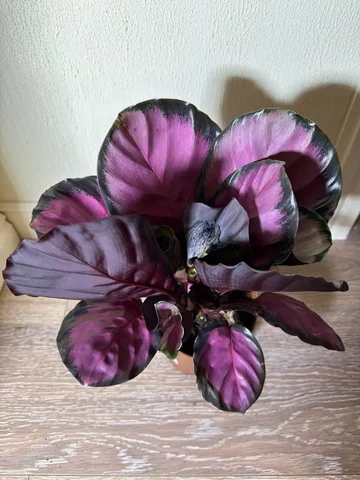 Калатея Вайтчиниана - Товары для дома и дачи в Красноярск