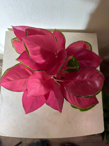 Аглаонема Чина Ред - Рыба в Красноярск