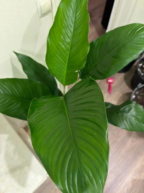 Спатифиллум Сенсация - Товары для дома и дачи в Красноярск