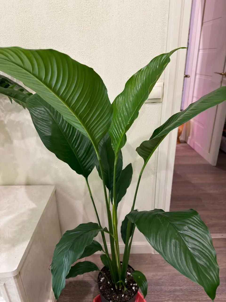 Спатифиллум Сенсация - Комнатные растения (Для дома и дачи) в Красноярск