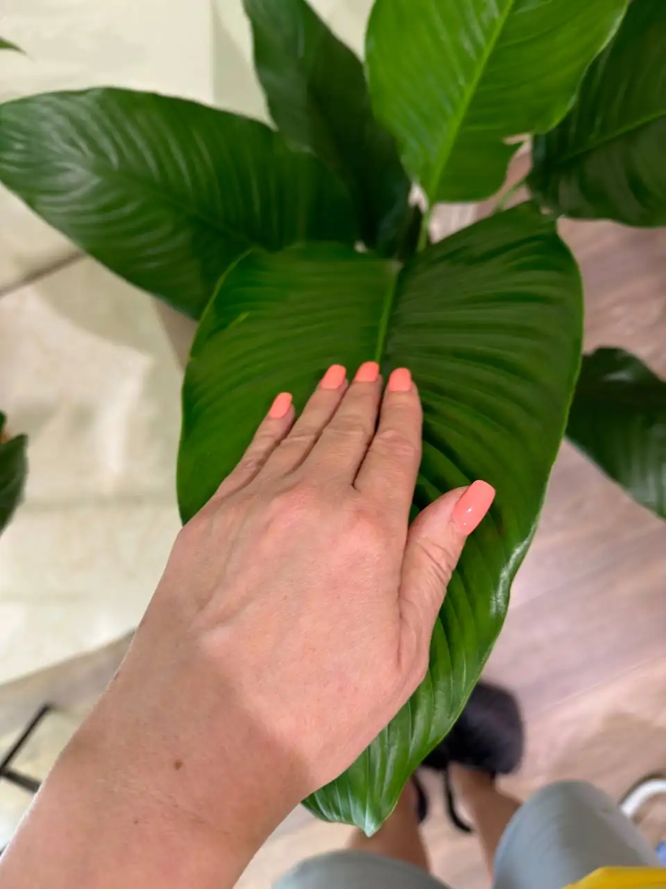 Спатифиллум Сенсация - Комнатные растения (Для дома и дачи) в Красноярск