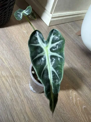 Алаказия Бамбино Арроу - Растения/Цветы в Красноярск