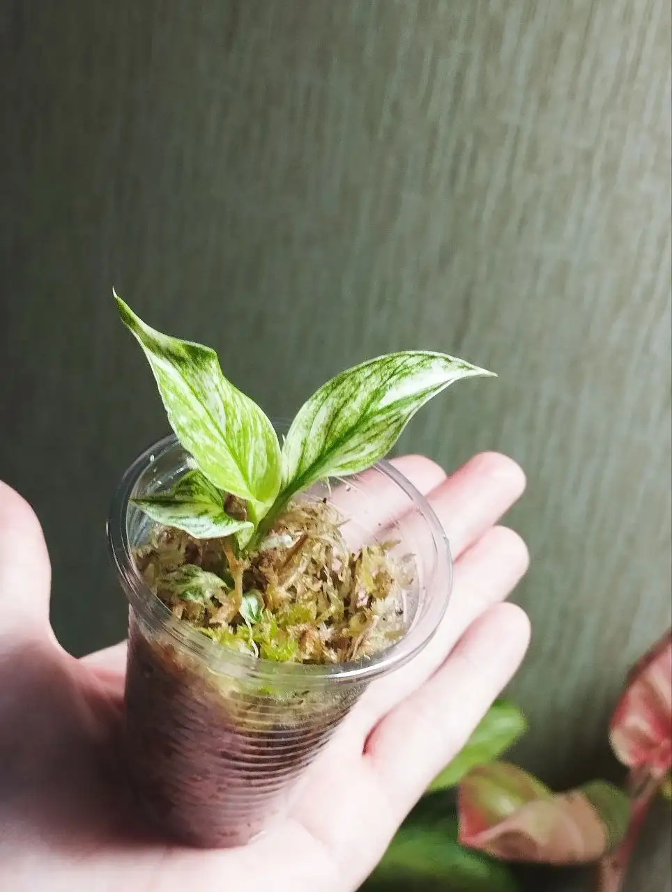 Курьер доставил комнатные растения в Красноярске - Комнатные растения (Хобби и отдых) в Красноярск