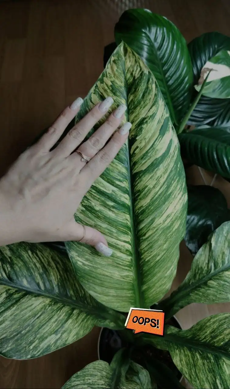 Продажа комнатных растений в Красноярске - Растения (Хобби и отдых) в Красноярск