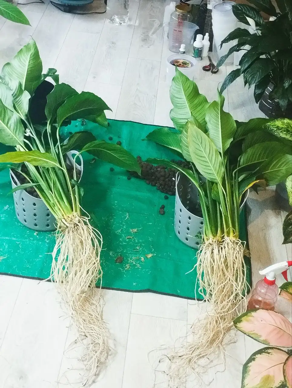 Комнатные растения в Красноярске - Растения (Хобби и отдых) в Красноярск