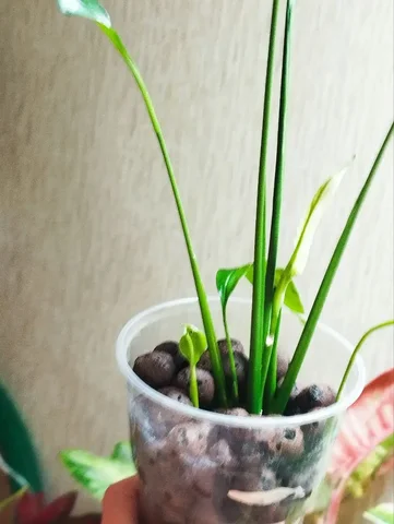 Продажа комнатного растения - Растения/Цветы в Красноярск