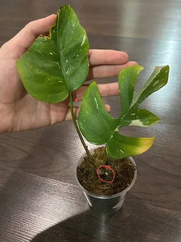 Продам Рафидофору Тайкон с корнями и точками роста - Растения/Цветы в Красноярск