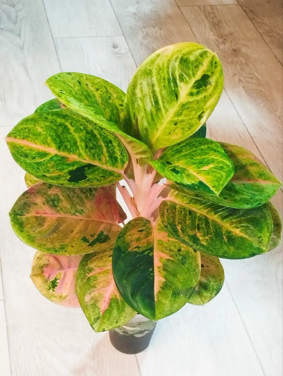 Комнатные растения в Красноярске - Комнатные растения (Хобби и отдых) в Красноярск