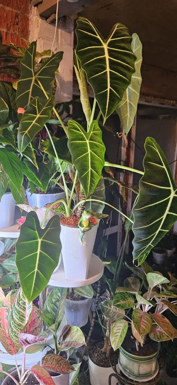 Продажа комнатных растений - Растения (Хобби и отдых) в Красноярск