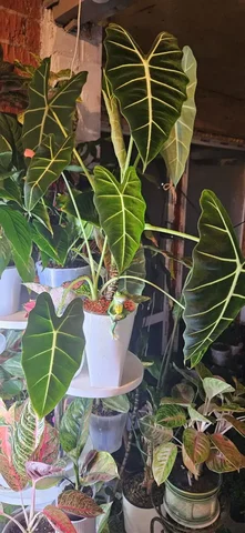 Продажа комнатных растений - Растения/Цветы в Красноярск