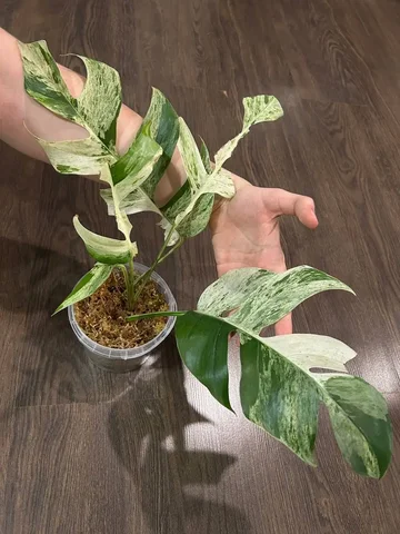 Продам Эпипремнум комнатное растение - Растения/Цветы в Красноярск