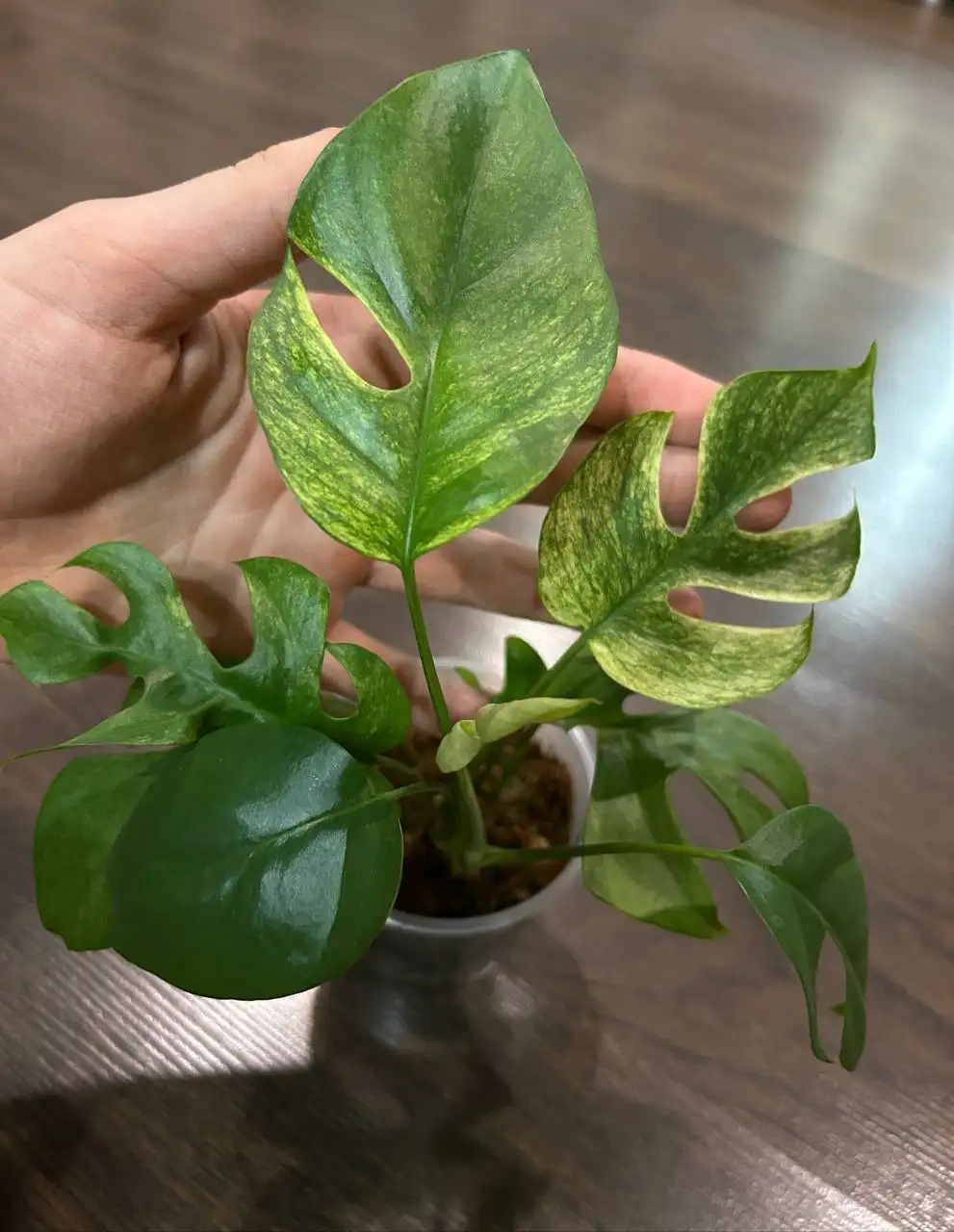 Продам Рафидофору Фулл Минт с последним листом - Комнатные растения (Хобби и отдых) в Красноярск