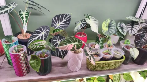Продажа комнатных растений в Красноярске - Растения/Цветы в Красноярск
