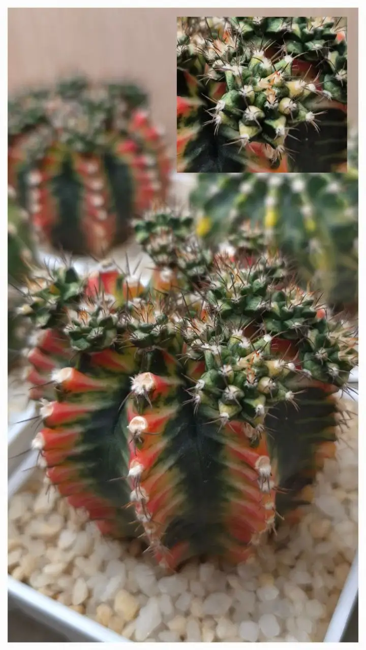 Продам пучок кактусов гимнокалициум Multicolor - Комнатные растения (Хобби и отдых) в Красноярск