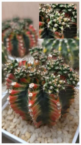 Продам пучок кактусов гимнокалициум Multicolor - Растения/Цветы в Красноярск