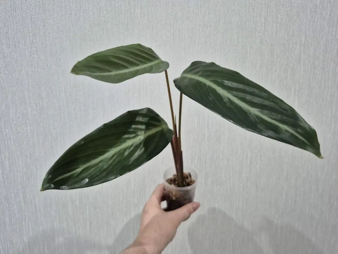 Строманта Марун - Комнатные растения (Для дома и дачи) в Красноярск