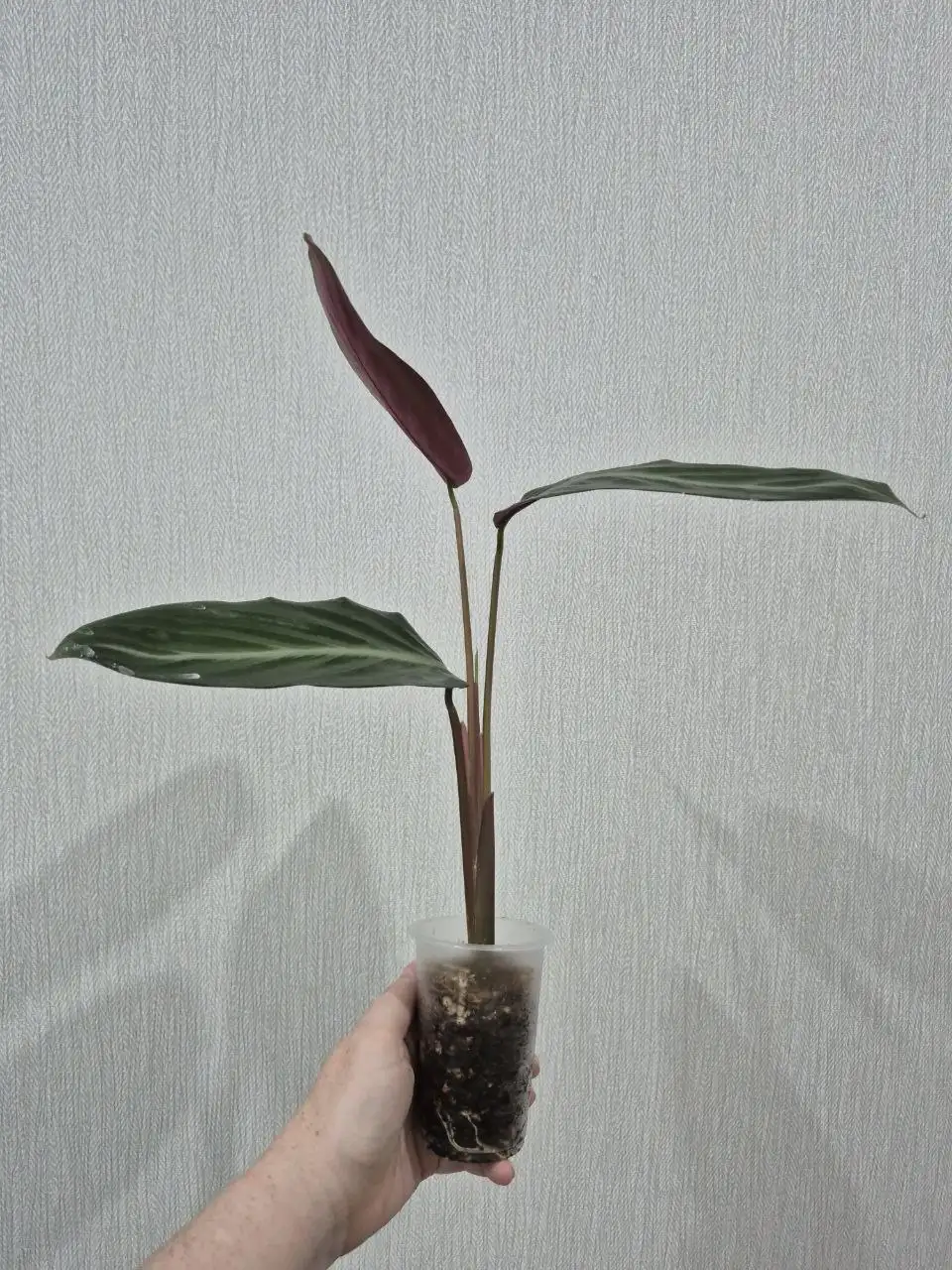 Строманта Марун - Комнатные растения (Для дома и дачи) в Красноярск