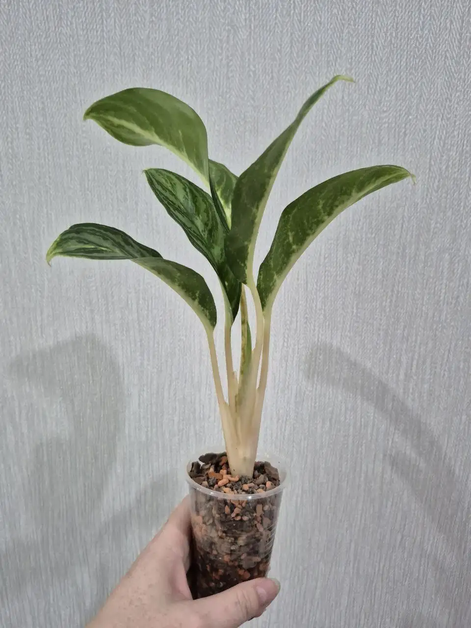 Аглаонема Full Of Gold - Комнатные растения (Хобби и отдых) в Красноярск