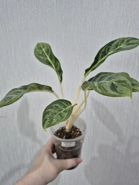 Аглаонема Full Of Gold пенек после обрезки - Растения/Цветы в Красноярск