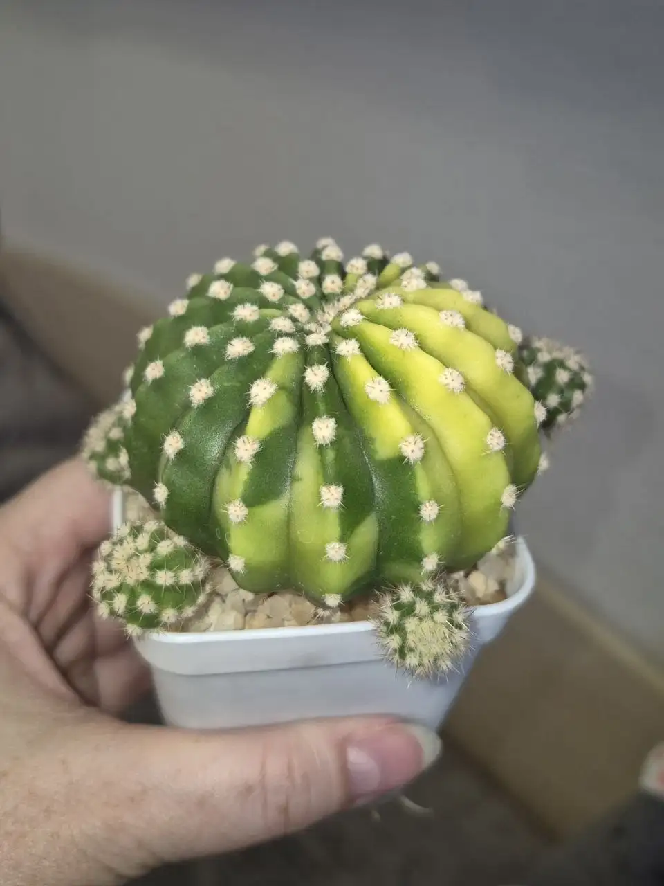 Материнское растение - Комнатные растения (Хобби и отдых) в Красноярск