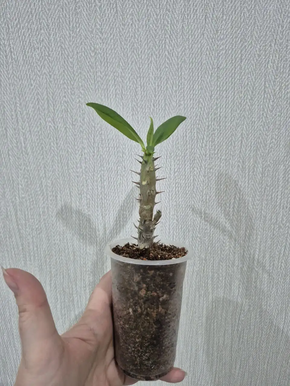 Эуфорбия Миля цветущая - Комнатные растения (Хобби и отдых) в Красноярск