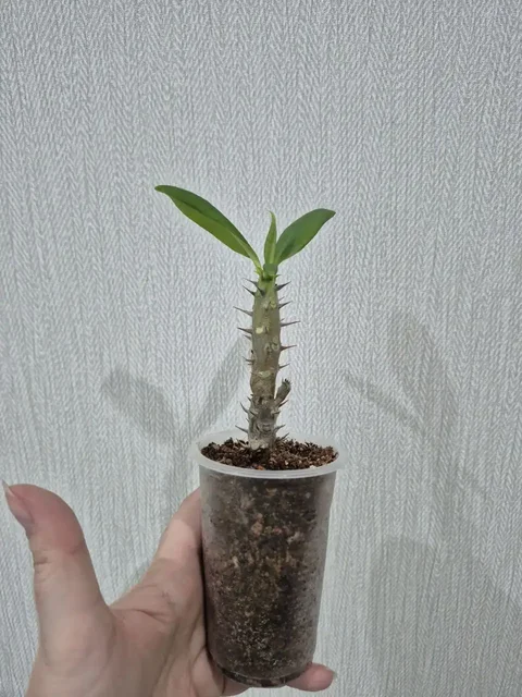 Эуфорбия Миля цветущая - Растения/Цветы в Красноярск