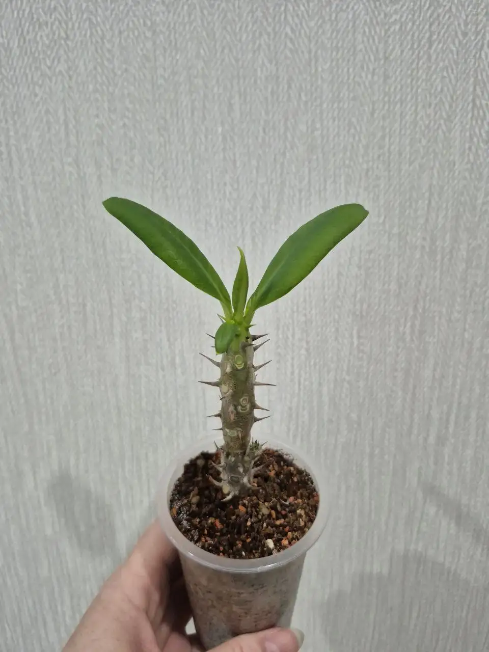 Эуфорбия Миля цветущая - Комнатные растения (Хобби и отдых) в Красноярск