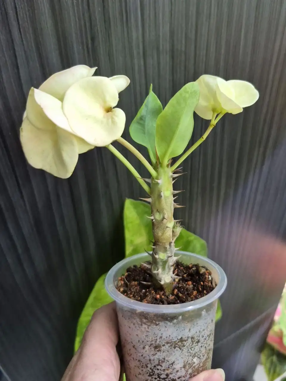 Продажа комнатных растений в Красноярске - Комнатные растения (Хобби и отдых) в Красноярск