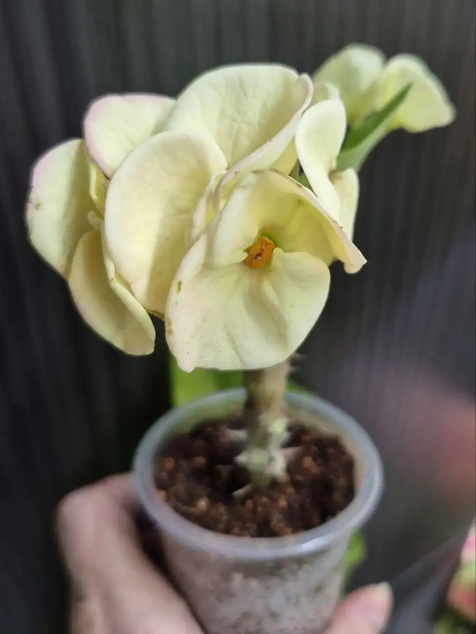 Продажа комнатных растений в Красноярске - Комнатные растения (Хобби и отдых) в Красноярск