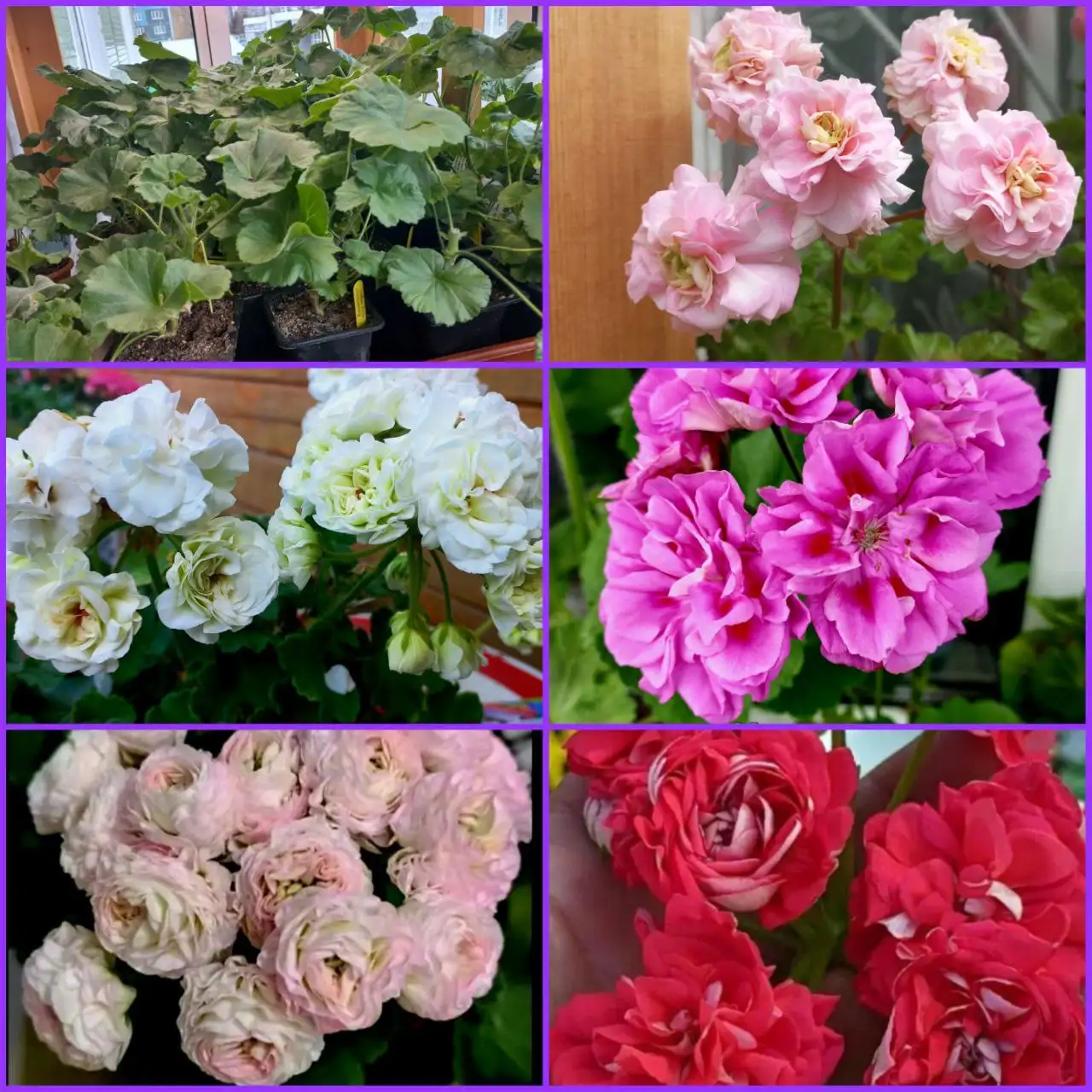 Продажа сортовых пеларгоний в Красноярске - Комнатные растения (Хобби и отдых) в Красноярск