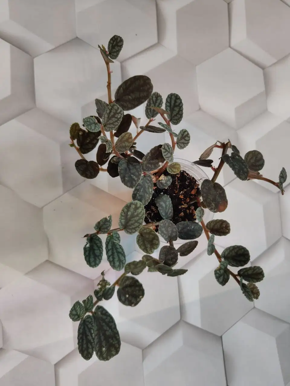 Пеллиония пульхра - Комнатные растения (Хобби и отдых) в Красноярск