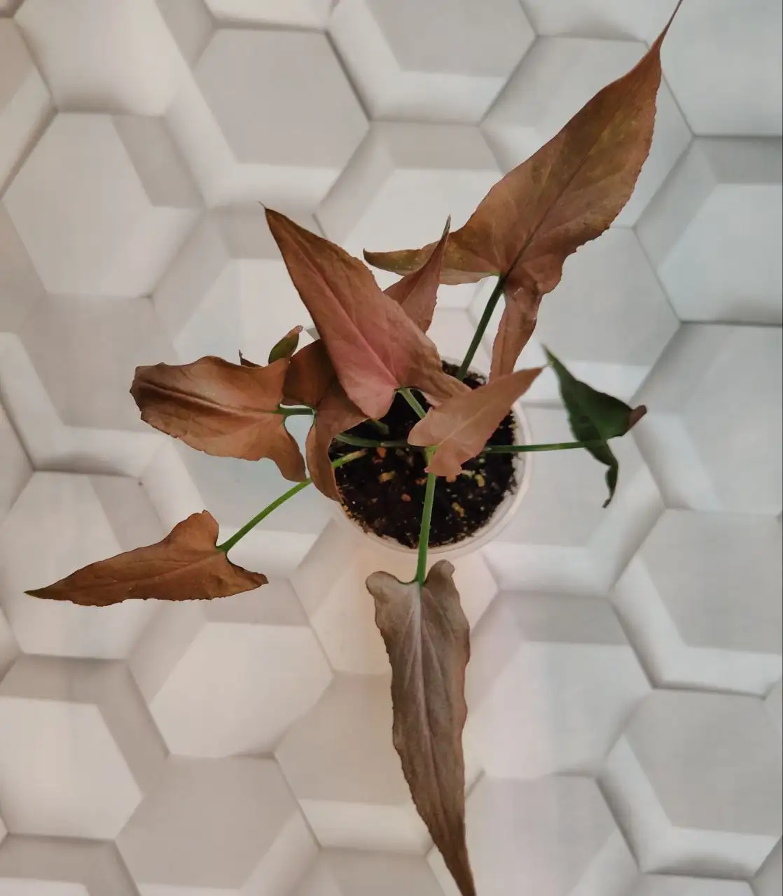 Сингониум Пинк омбре Грин мини сорт - Комнатные растения (Хобби и отдых) в Красноярск