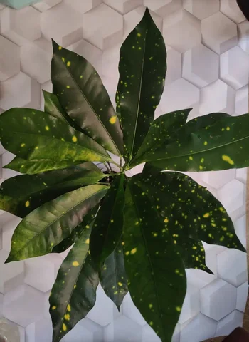 Кротон аукуболистный комнатное растение - Растения/Цветы в Красноярск