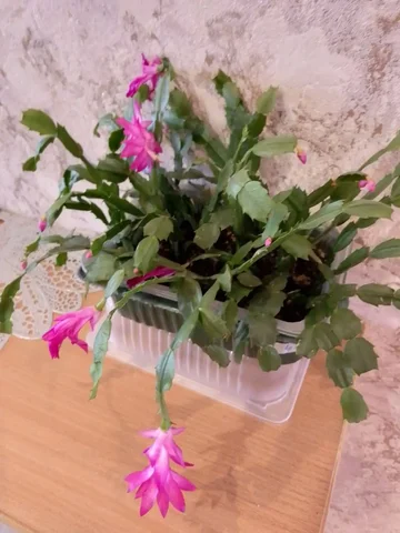 Продажа декабриста в Свердловском районе - Растения/Цветы в Красноярск