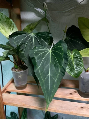 Комнатные растения в Красноярске - Садоводство и комнатные растения в Красноярск