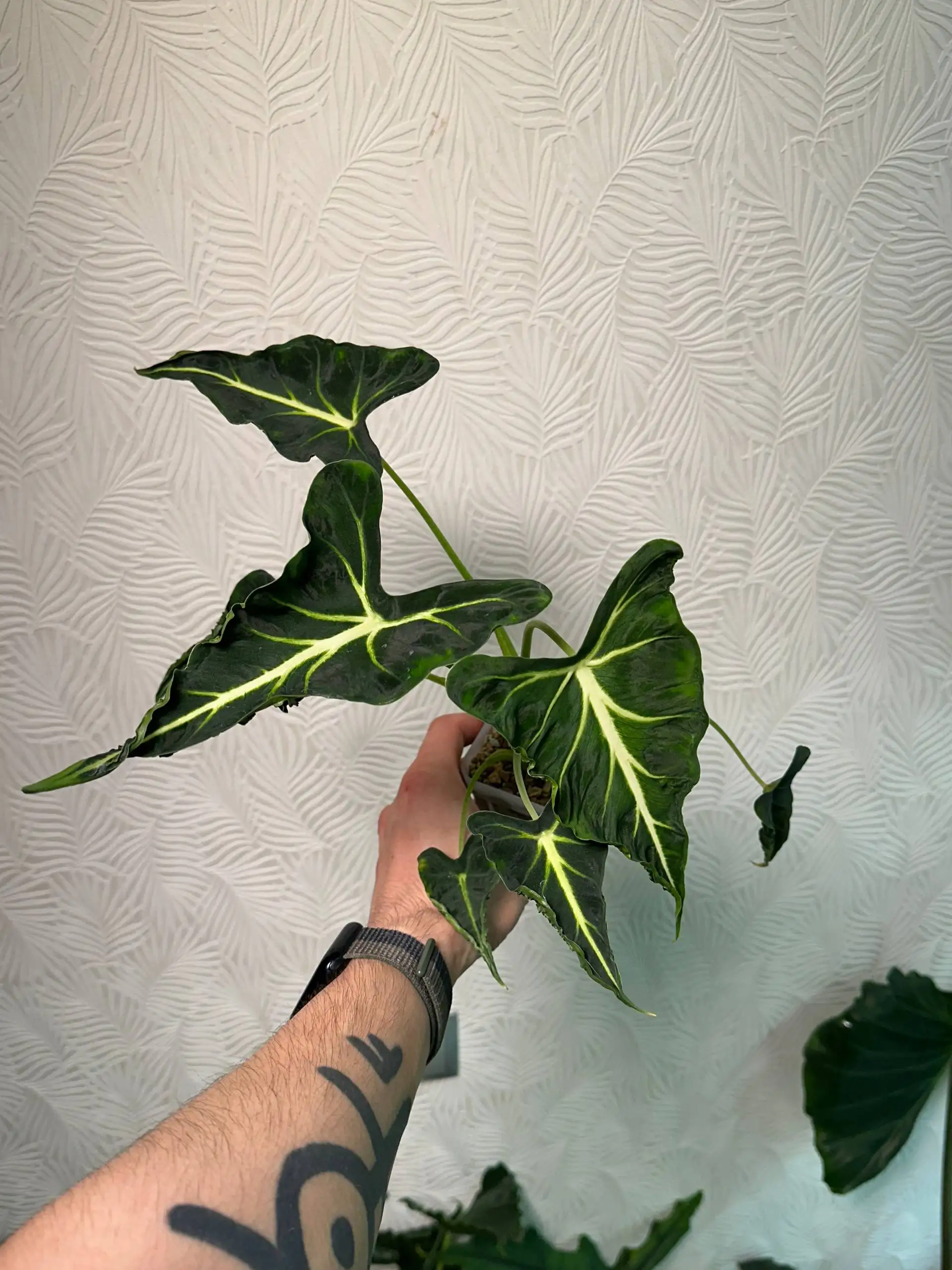 Татушка, хвастаюсь - Татуировки (Хобби и отдых) в Красноярск