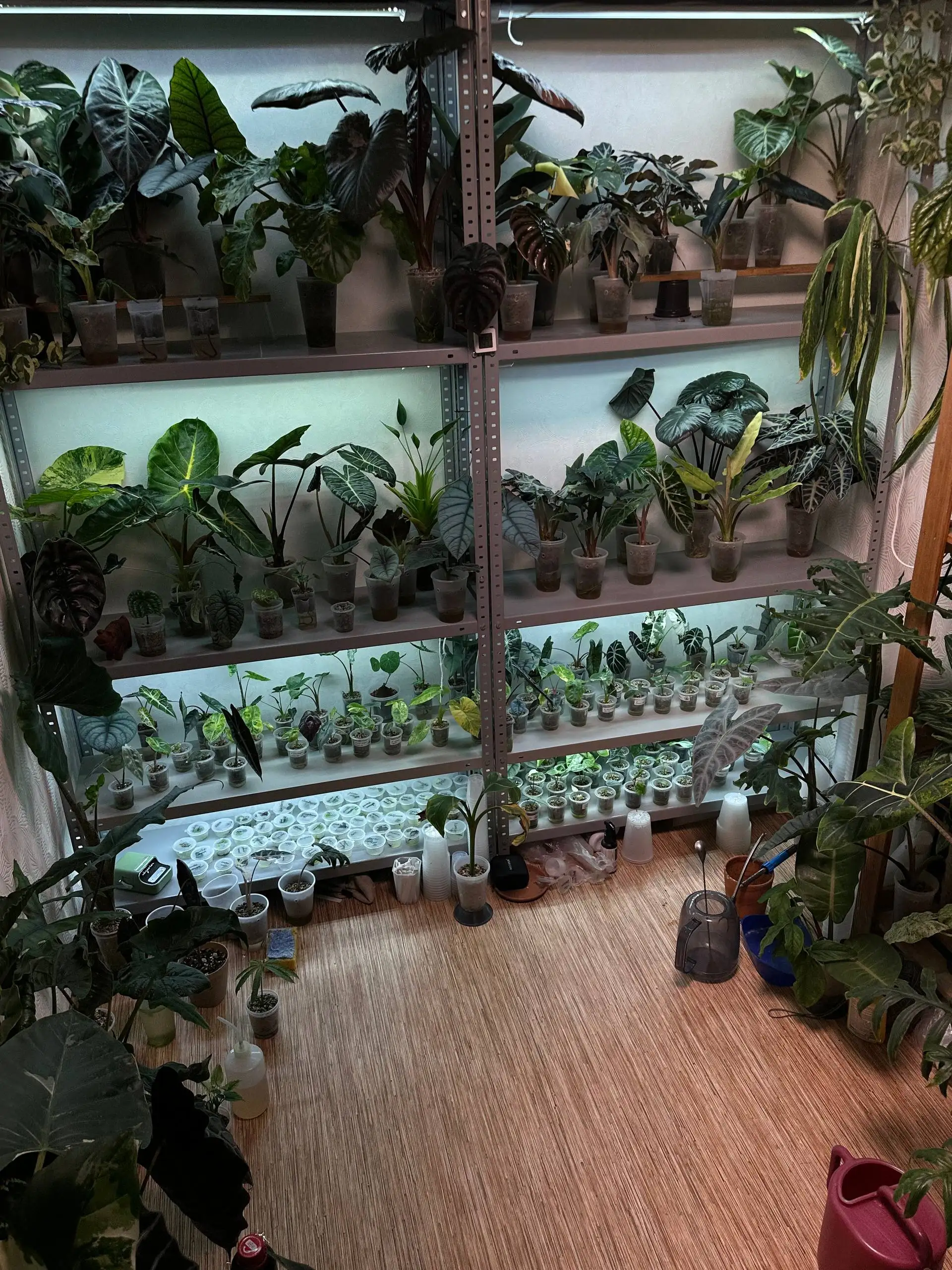 Комнатные растения в Красноярске - Комнатные растения (Хобби и отдых) в Красноярск