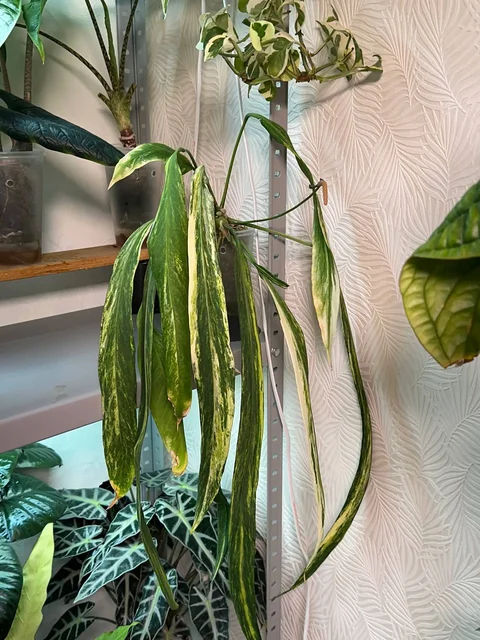 Комнатные растения с дефектами листьев - Садоводство и комнатные растения в Красноярск