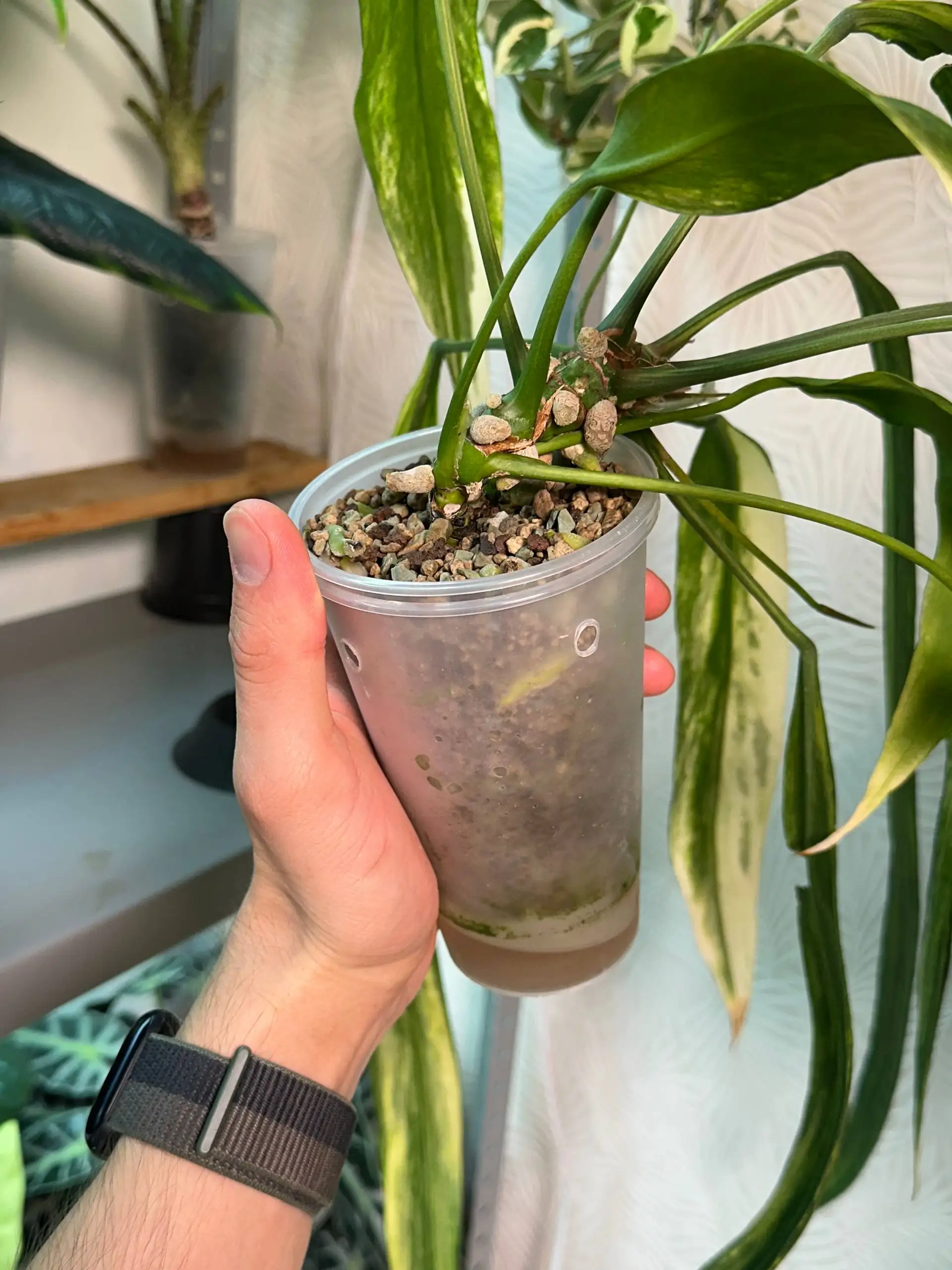 Комнатные растения с дефектами листьев - Комнатные растения (Хобби и отдых) в Красноярск