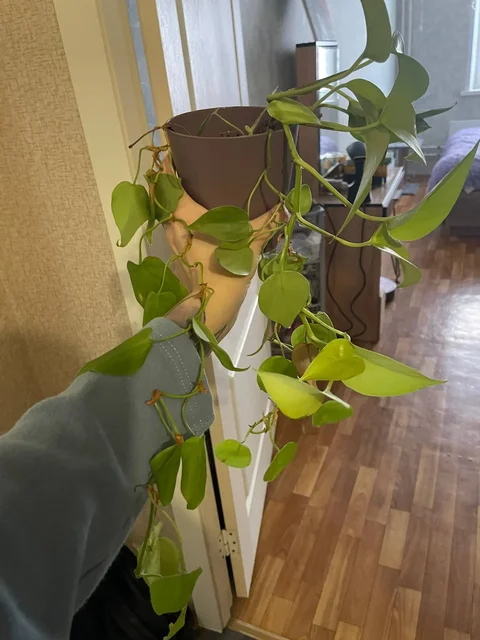 Продажа комнатных растений в Красноярске - Садоводство и комнатные растения в Красноярск