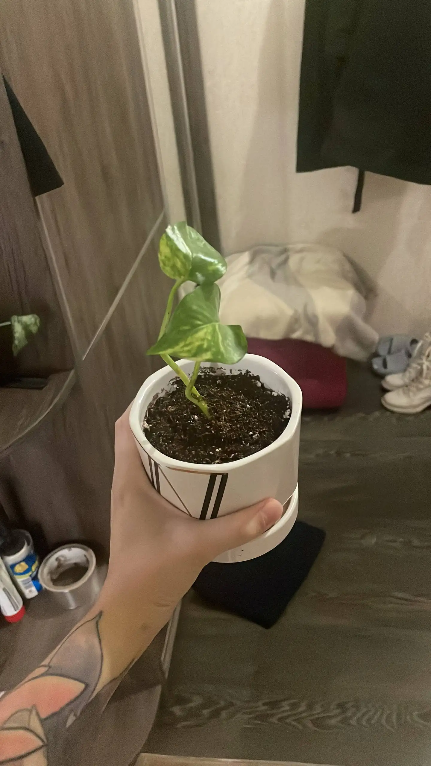 Новый лист комнатного растения - Комнатные растения (Хобби и отдых) в Красноярск