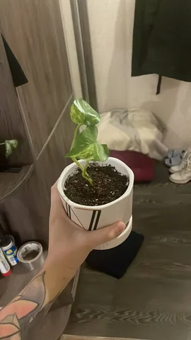 Новый лист комнатного растения - Садоводство и комнатные растения в Красноярск