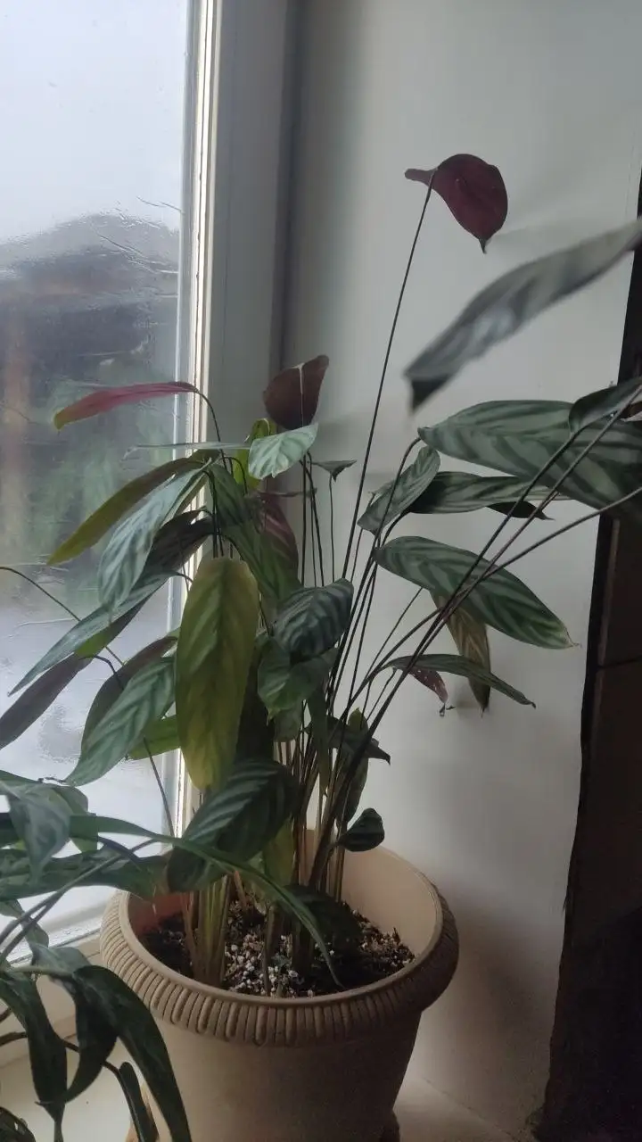 Комнатное растение, не переносящее солнце - Комнатные растения (Для дома и дачи) в Красноярск